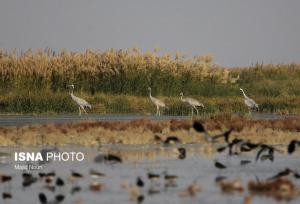 مهمانان گاوخونی و بختگان راهی میقان شدند/افزایش فشار بر منابع غذایی تالاب