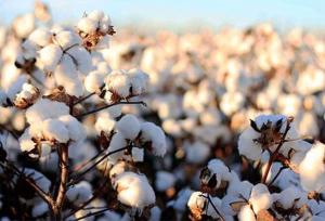 تسهیل صادرات پنبه افغانستان به ایران بررسی شد