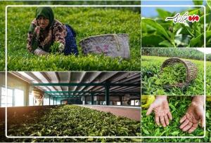 حفظ سازمان چای؛ کلید پایداری تولید و حمایت از کشاورزان