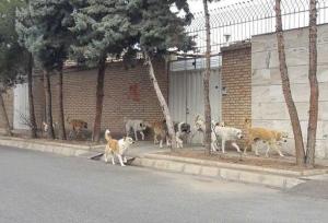 سگ های ولگرد در شهرک ارتش کرمان و نگرانی خانواده ها
