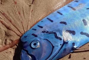 مشاهده «ماهی آخرالزمان» در ساحل تاسمانی