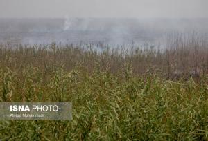چرا دود آتش‌سوزی هورالعظیم در خوزستان کمتر شده است؟/ برای سال‌های بعد باید ‌فکر اساسی شود