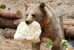 حمله خرس به کوهنورد در ارتفاعات پیرانشهر