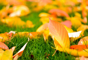 چمن‌ها در پاییز هم منتظر آبیاری هستند؟