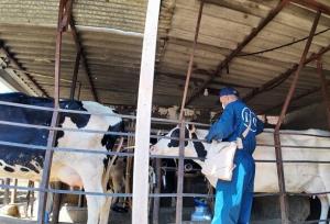 سرگزی:  ۴۷ هزار رأس دام سنگین علیه لمپی‌اسکین واکسینه شدند