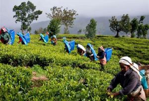 سریلانکا ۵۵ میلیون دلار پول نفت ایران را با چای پرداخت