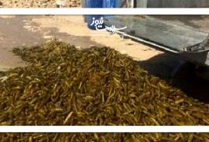 سرطان در دبه‌های خیارشور فله‌ای