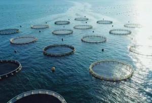 ظرفیت پرورش ماهی در قفس تا ۱۰ هزار تن قابلیت توسعه دارد