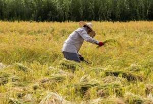 کاهش نرخ بیکاری در روستاها و مناطق محروم