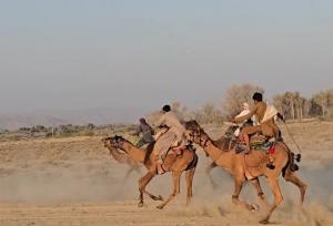 سیستان و بلوچستان میزبان؛ مسابقات شتردوانی قهرمانی کشور