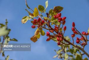 پسته روی درختان باغ‌های راور خشک شد