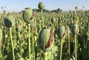 کاهش منابع خشخاش تهدیدی برای داروسازی ایران