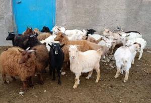 نجات «بز مرخز» از انقراض؛ احیای یک نژاد بومی با طعم اشتغال در دهگلان