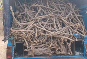 کشف نیم تن چوب تاغ در سمنان؛ ۲ قاچاقچی دستگیر شدند