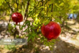 مهار مگس مدیترانه‌ای و حفظ انار ارگانیک با خسارتی زیر ۱۰ درصد در اردکان