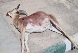 شکار آهو در شاهرود؛ شکارچی متخلف دستگیر شد