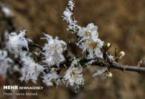 سرما به تدریج از ایلام خارج می‌شود