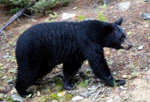 حمله خرس به دام‌های روستایی چهاردهنه‌ای و کاریزای رودان