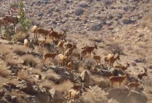 آغاز شمارش حیات وحش در ۵ شهرستان گرمسیری کهگیلویه و بویراحمد
