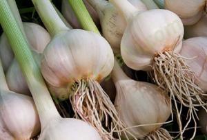 رئیس کمیسیون صادرات غیرنفتی اتاق بازرگانی استان: قیمت بالای سیر موجب کاهش صادرات سیر همدان شد