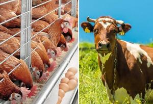 حمل نهاده‌های دامی به واحدهای تولیدی آغاز شد