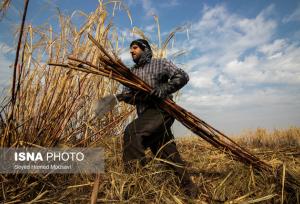 همکاری «ستاد آب» و «کشت‌ و صنعت کارون» برای بازچرخانی آب و بازیافت پسماند نیشکر