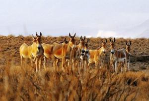 ثبت تصاویری از ببر تا گرگ در منطقه حفاظت‌شده بهرام‌گور فارس