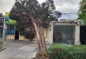 سقوط از درخت گردو در آذرشهر؛ یک مصدوم به بیمارستان منتقل شد