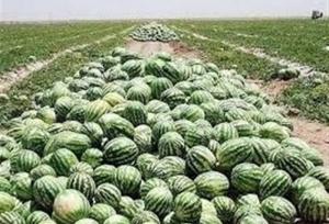 فهرست محصولات کشاورزی آب بر اعلام شد/ عوارض صادراتی یک درصدی آب مجازی
