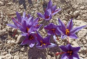 فعالیت روزانه ۸۰۰ کارگر در مزرعه ۶۲ هکتاری کوره‌خسروی