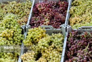 دستجردی:۴۰ درصد محصولات انار و انگور خلیل آباد به ضایعات تبدیل شد
