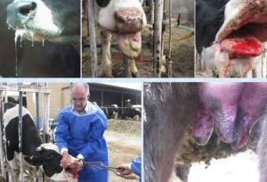 استفاده از فناوری هوش مصنوعی در کنترل بیماری تب برفکی