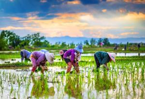 توسعه کشت برنج در کارون با روش های نوین آبیاری