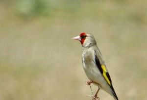 بازداشت متخلفان زنده‌گیری سهره طلایی در زیستگاه‌های تالش