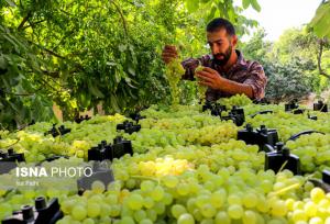  ۱۰ تُن انگور از باغات تیران برداشت شد