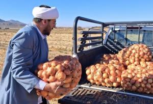 اجرای طرح جمع‌آوری زکات پیاز در میامی