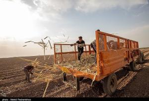 فشار گرانی شکر به کشورهای آفریقایی