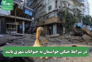 در شرایط جنگی حواسمان به حیوانات شهری باشد