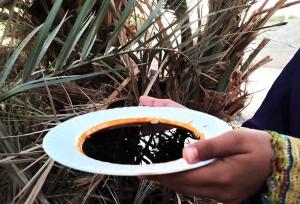 تولید شیره خرما به روش سنتی؛ هنر فراموش‌ نشدنی زنان دلگانی