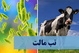 آمار بیماری‌های مشترک انسان و حیوان در کشور / هشدار مصرف لبنیات غیرپاستوریزه