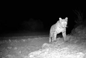 مشاهده ۴ پلنگ ایرانی در سوادکوه