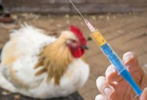 مهار کامل آنفلوانزای فوق حاد پرندگان در کشور