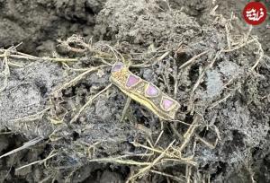 کلاغ طلایی بعد از ۱۴۰۰ سال از زیر خاک بیرون آمد