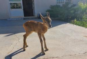 ورود میش وحشی به معابر شهری لواسان