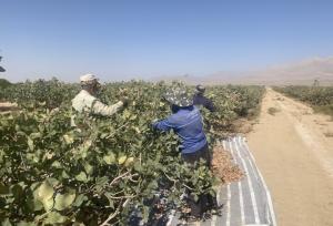 ۴۱۰۰ هکتار باغ پسته در شاهرود وجود دارد