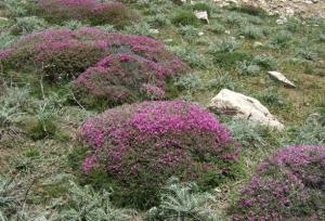 وجود ۱۰۰ هزار هکتار گون‌زار در همدان