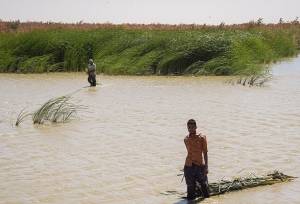 تشکیل ستاد هماهنگی و مدیریت تالاب‌های کشور در سطح ملی