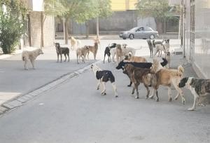 آغاز ساماندهی و جمع‌آوری سگ‌های ولگرد در یاسوج