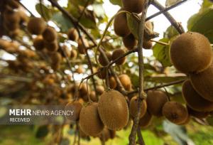 رکوردشکنی برداشت کیوی در چالوس با عملکرد ۴۵ تن در هکتار