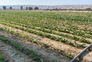 آغاز کشت تنباکو در ۱۵۰ هکتار اراضی پارسیان